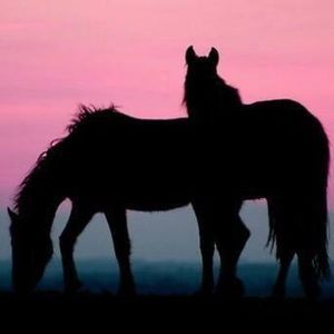 Meet your Posher, Robin